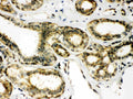 Anti-Peroxiredoxin 6/PRDX6 Antibody Picoband®