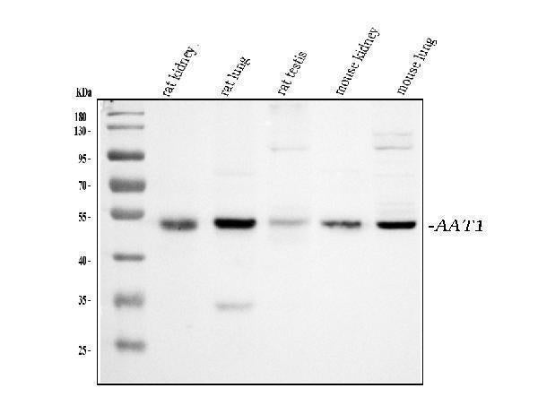 Anti-alpha 1 Antitrypsin/SERPINA1 Antibody Picoband®