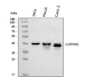 Anti-MASPIN/SERPINB5 Antibody Picoband®