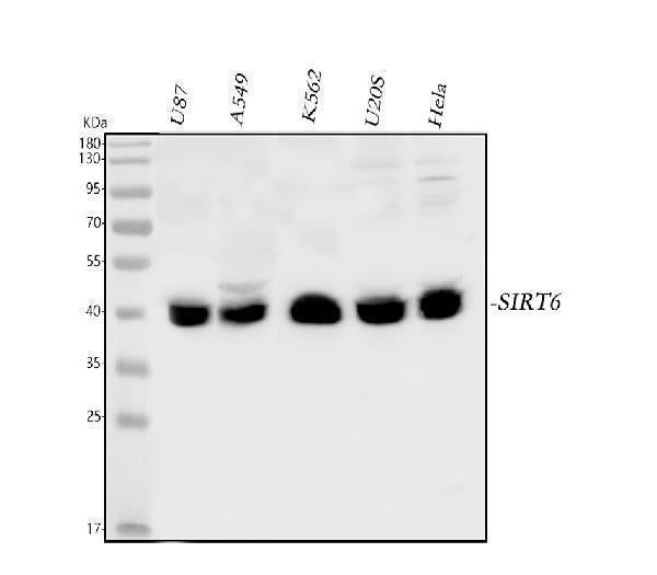 Anti-SIRT6 Antibody Picoband®