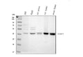 Anti-SIRT7 Antibody Picoband®