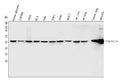 Anti-Vimentin Antibody Picoband®