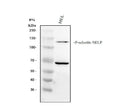 Anti-CD62P/SELP Antibody Picoband®
