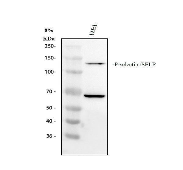 Anti-CD62P/SELP Antibody Picoband®
