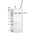 Anti-BCRP/ABCG2 Antibody Picoband®