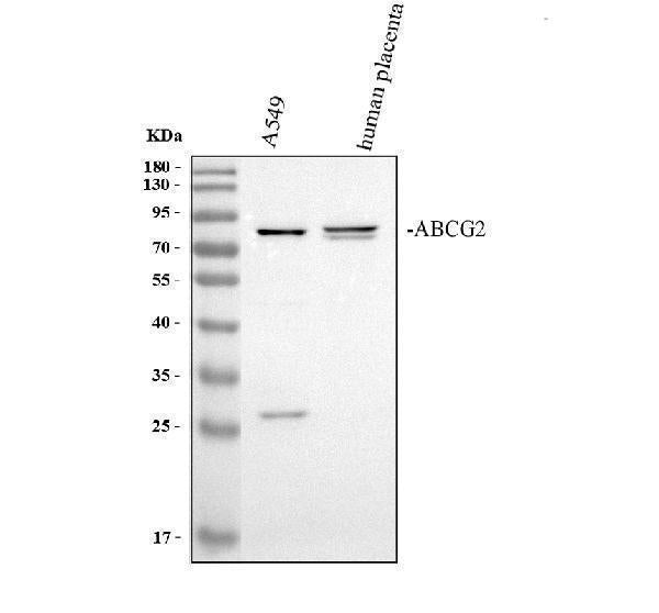 Anti-BCRP/ABCG2 Antibody Picoband®