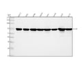 Anti-AIF/AIFM1 Antibody Picoband®