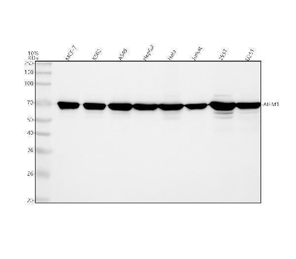 Anti-AIF/AIFM1 Antibody Picoband®