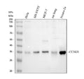 Anti-Cyclin D1/CCND1 Antibody Picoband®