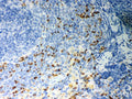 Anti-CD36 Antibody Picoband®