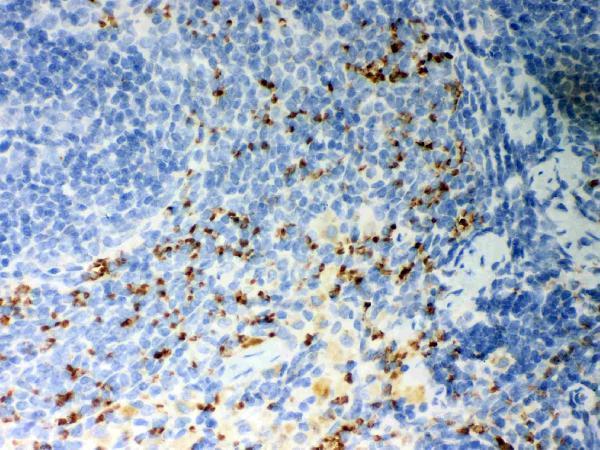 Anti-CD36 Antibody Picoband®