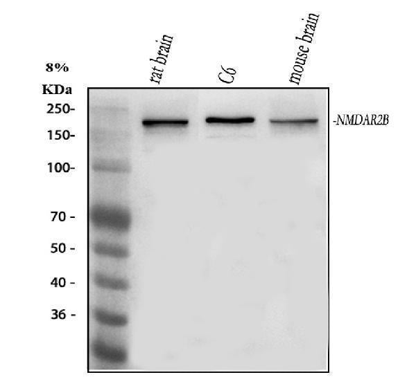 Anti-NMDAR2B/GRIN2B Antibody Picoband®