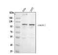 Anti-HKDC1 Antibody Picoband®