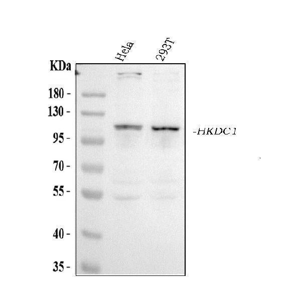 Anti-HKDC1 Antibody Picoband®