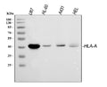 Anti-HLA A/HLA-A Antibody Picoband®
