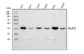 Anti-HLA-C Antibody Picoband®