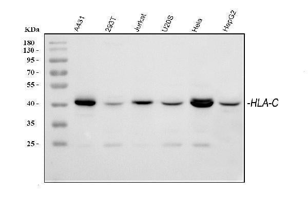 Anti-HLA-C Antibody Picoband®