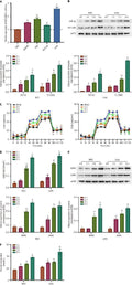 Anti-PKM2 Antibody Picoband®