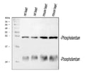 Anti-Phospholamban/PLN Antibody Picoband®