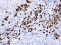 Anti-Peroxiredoxin 4/PRDX4 Antibody Picoband®