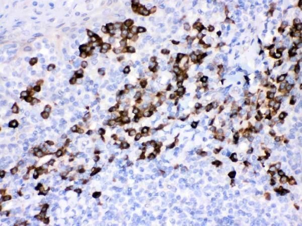 Anti-Peroxiredoxin 4/PRDX4 Antibody Picoband®