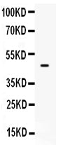 Anti-PTEN Antibody Picoband®