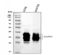 Anti-SFTPA1/2 Antibody Picoband®