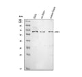 Anti-SHC/SHC1 Antibody Picoband®