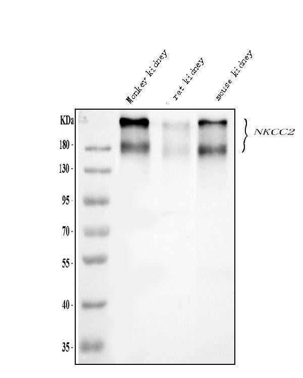 Anti-SLC12A1 Antibody Picoband®