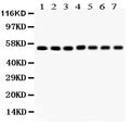Anti-SMAD1 Antibody Picoband®