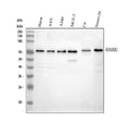 Anti-BDKRB2 Antibody Picoband®