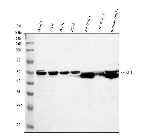 Anti-Smad3 Antibody Picoband®