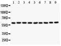 Anti-Smad4 Antibody Picoband®