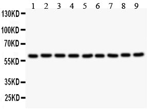 Anti-Smad4 Antibody Picoband®