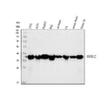 Anti-SMN1/2 Antibody Picoband®