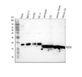 Anti-Superoxide Dismutase 1/SOD1 Antibody Picoband®