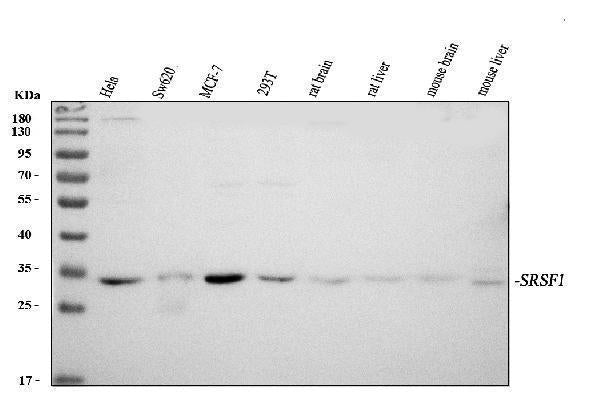 Anti-SF2/SRSF1 Antibody Picoband®