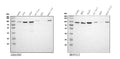 Anti-STIM1 Antibody Picoband®