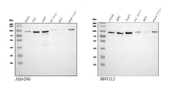 Anti-STIM1 Antibody Picoband®