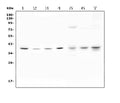 Anti-Unrip/STRAP Antibody Picoband®