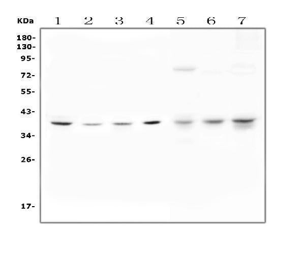 Anti-Unrip/STRAP Antibody Picoband®