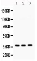 Anti-Syntaxin 1a/STX1A Antibody Picoband®