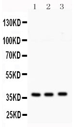 Anti-Syntaxin 1a/STX1A Antibody Picoband®