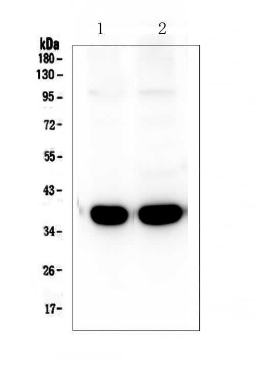Anti-Synaptophysin/SYP Antibody Picoband®