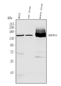 Anti-ABCB11 Antibody Picoband®