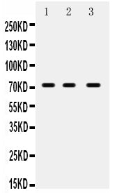 Anti-ABCG5 Antibody Picoband®