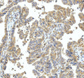 Anti-SSH3BP1/ABI1 Antibody Picoband®