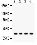 Anti-Adiponectin Receptor 1/ADIPOR1 Antibody Picoband®