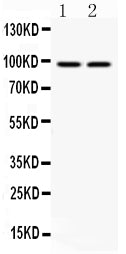 Anti-Aryl hydrocarbon Receptor/AHR Antibody Picoband®