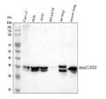 Anti-Annexin A3/ANXA3 Antibody Picoband®